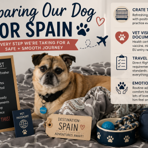 Preparing Our Dog for Spain: Steps We Are Taking