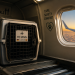 Transporting a Dog to Spain Made Simple
